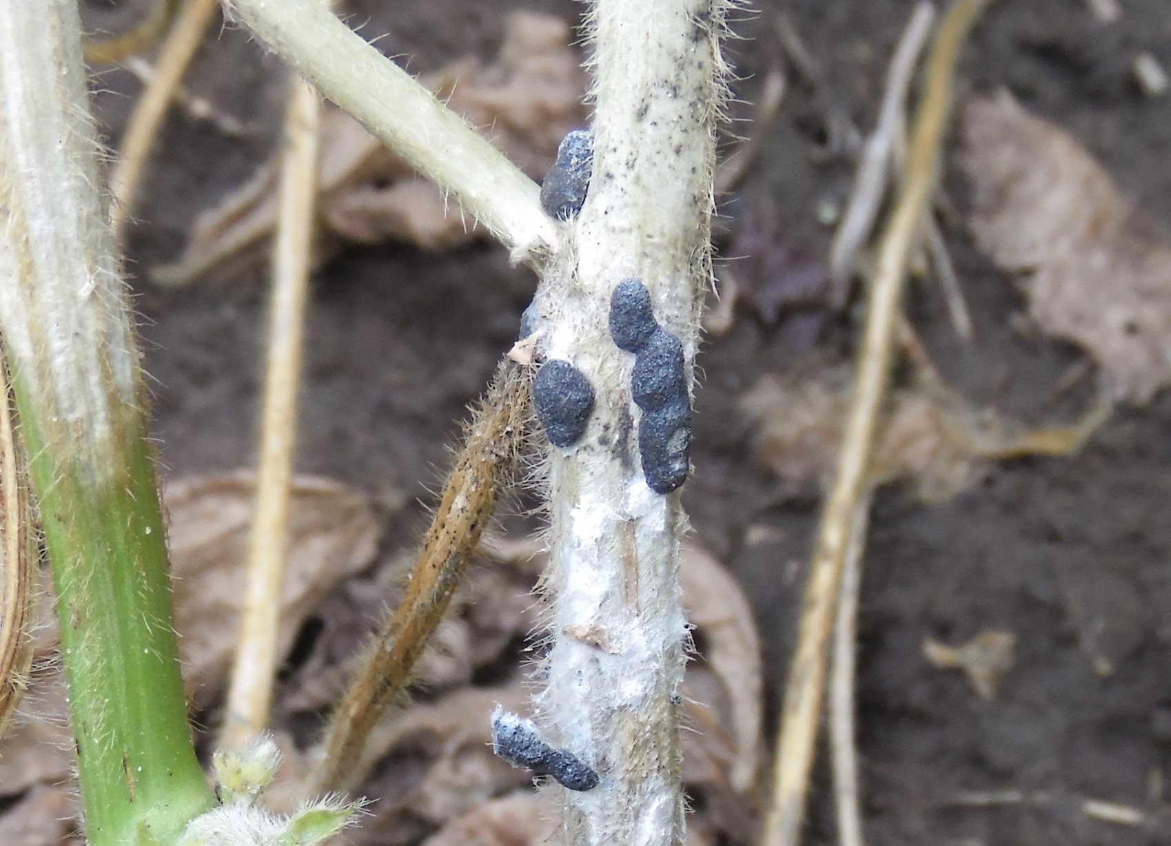 Soybean plant with black spots on the stem.